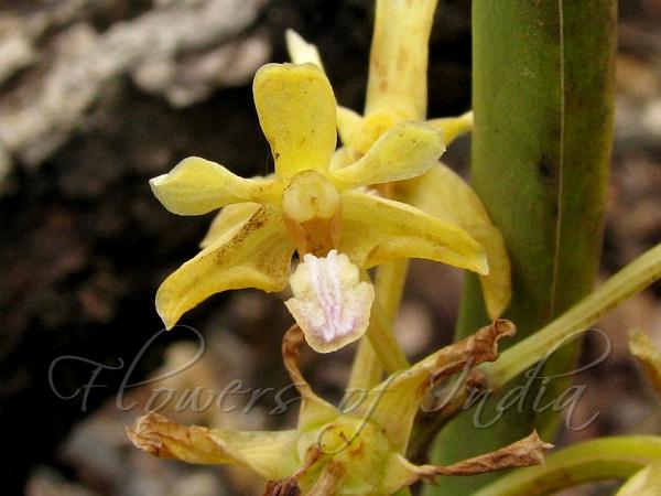 Small Flowered Vanda